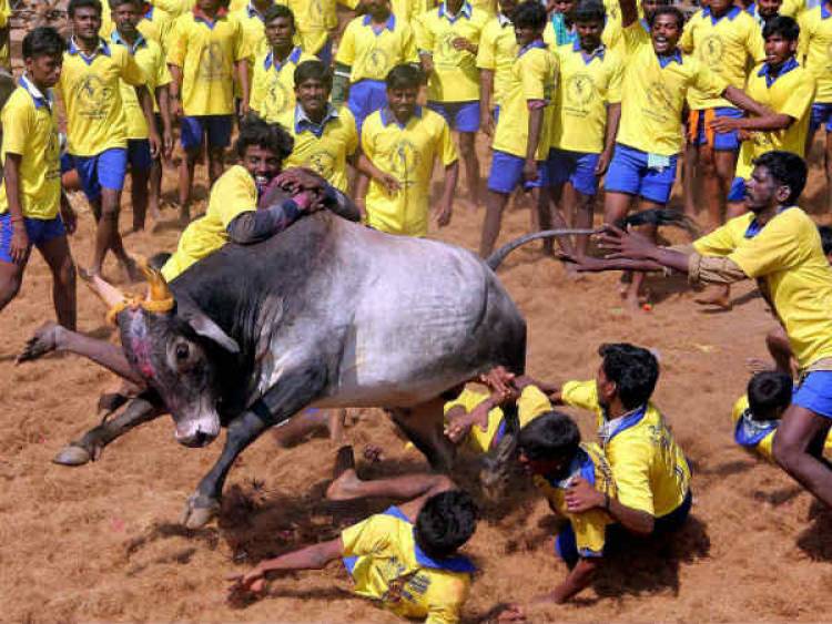 தைப் பொங்கலை முன்னிட்டு நடத்தப்பட்ட ஜல்லிக் கட்டுக்கு 18 இலட்சம் ரூபா செலவு